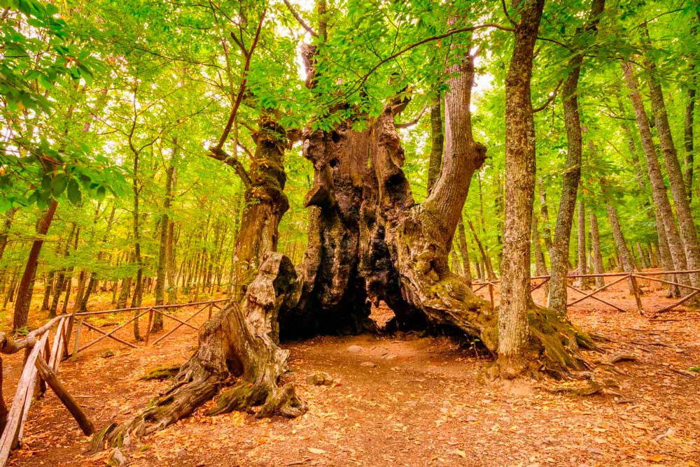 Der Castañar del Tiemblo, ein jahrhundertealter Kastanienwald mit Exemplaren über 500 Jahre alt